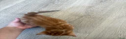 Mixed Breed cats for sale: 4 Ginger Male Kittens from 7th of September  in London - Advert 31