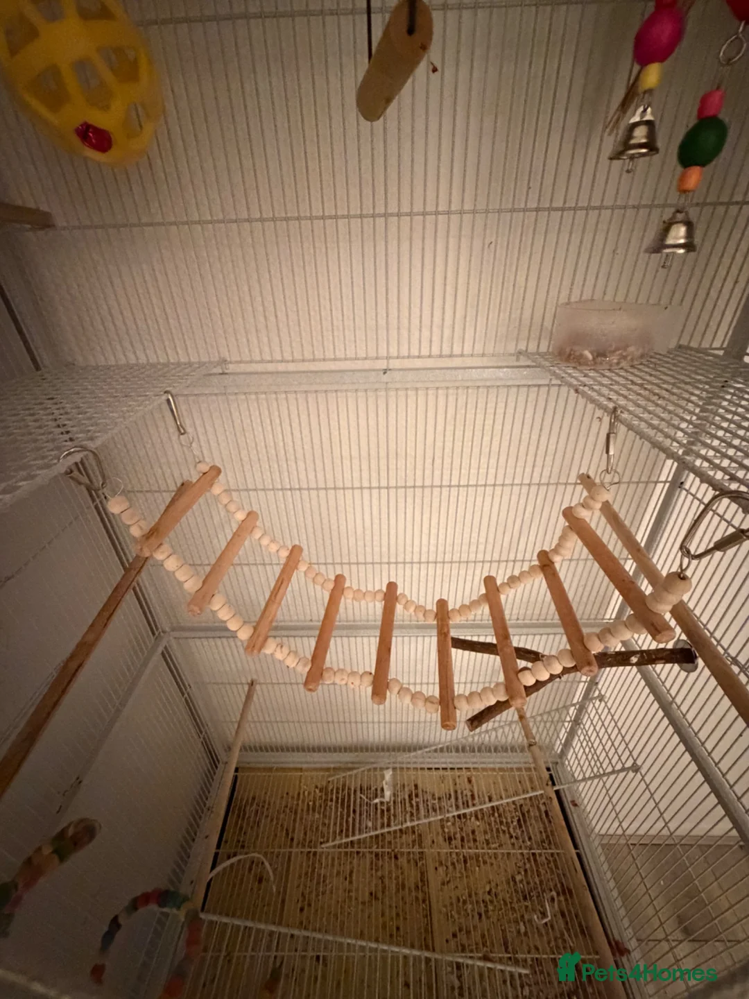 Conures birds for sale: Green cheek Conure - hand reared - Advert 7