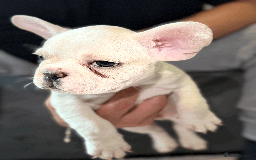 French Bulldog dogs for sale: French Bulldog Puppies for Sale Top Quality,  - Image 9