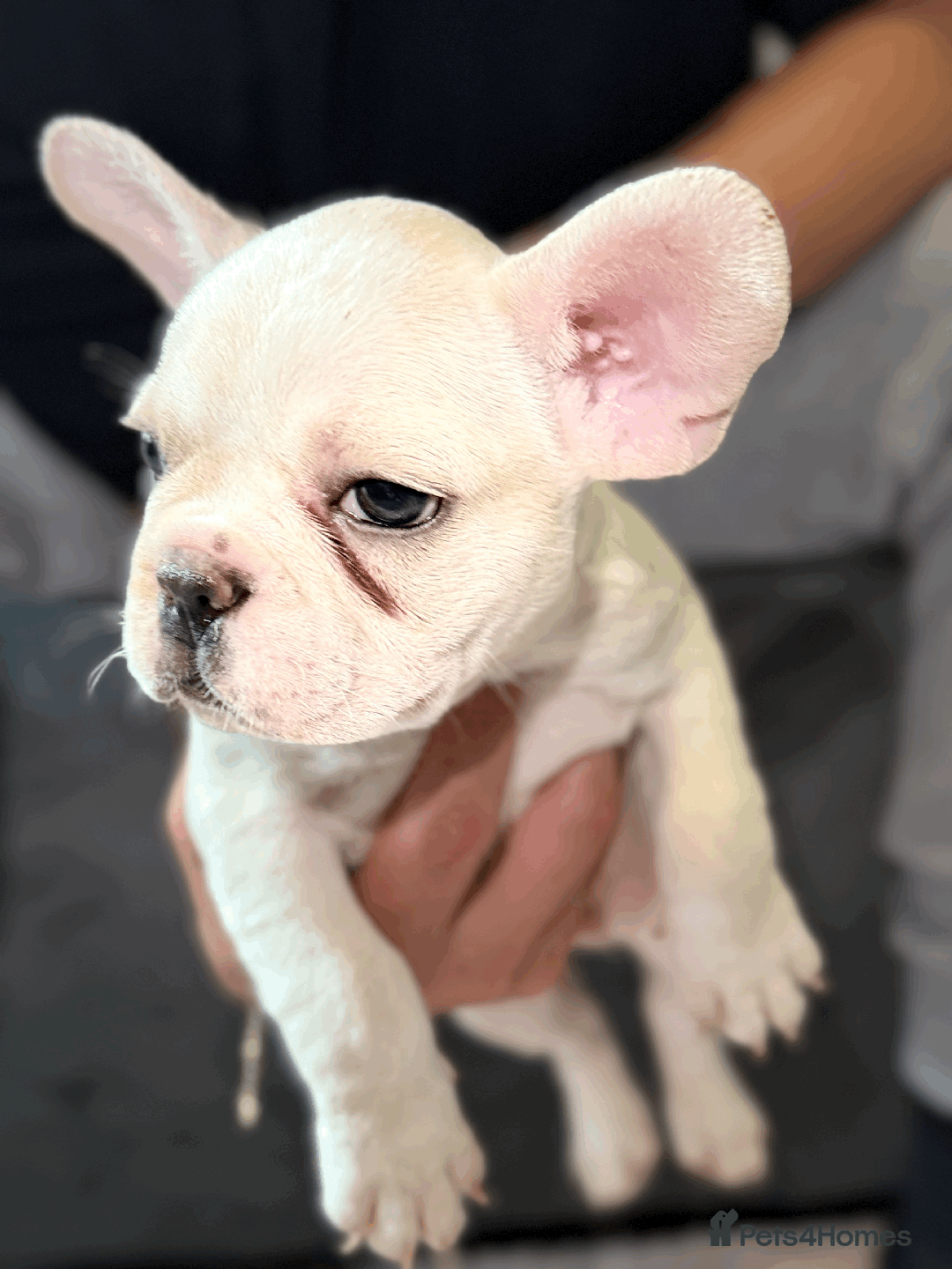 French Bulldog dogs for sale: French Bulldog Puppies for Sale Top Quality,  - Image 9