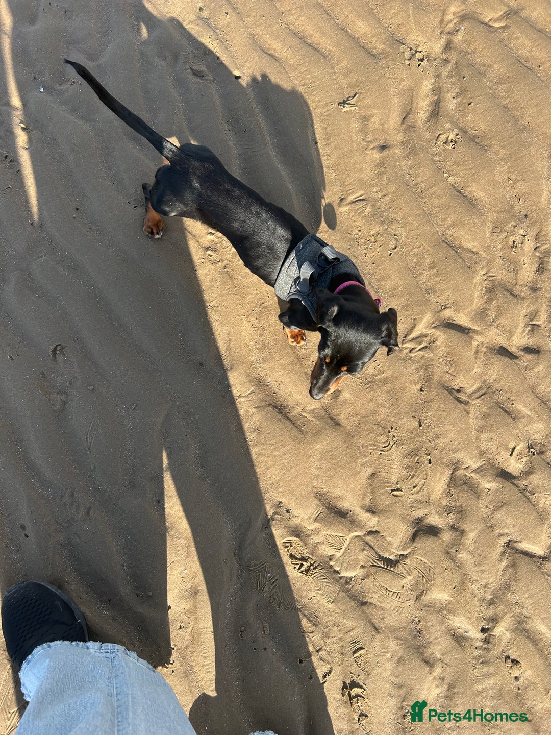 Miniature Dachshund dogs for sale: Dolly 1 year old  - Advert 4