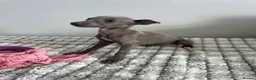 Whippet dogs for sale: Beautiful letter of pedigree whippets   - Advert 9