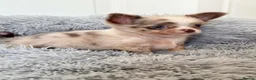 Chihuahua dogs for sale: Tiny Longhair Chihuahua Pup/ Lilac Merle Blue Eye - Advert 6