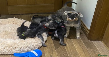Miniature Schnauzer dogs Miniature schnauzer puppies  - Advert 12