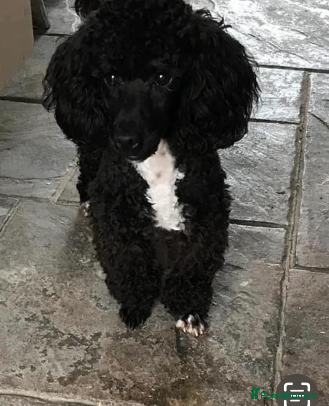 Cavapoo dogs for sale: F1 Cavapoo puppies. - Advert 6