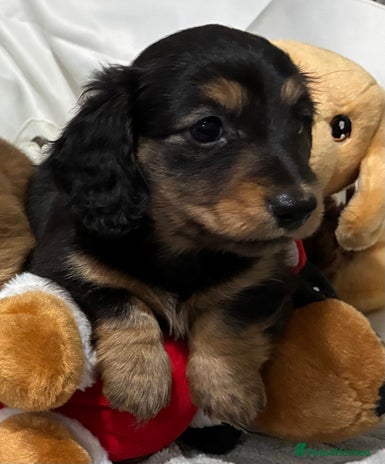 Dachshund dogs - Advert 1