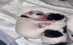 Jack Russell dogs for sale: Jack Russell puppies 1 male 1 female - Image 4