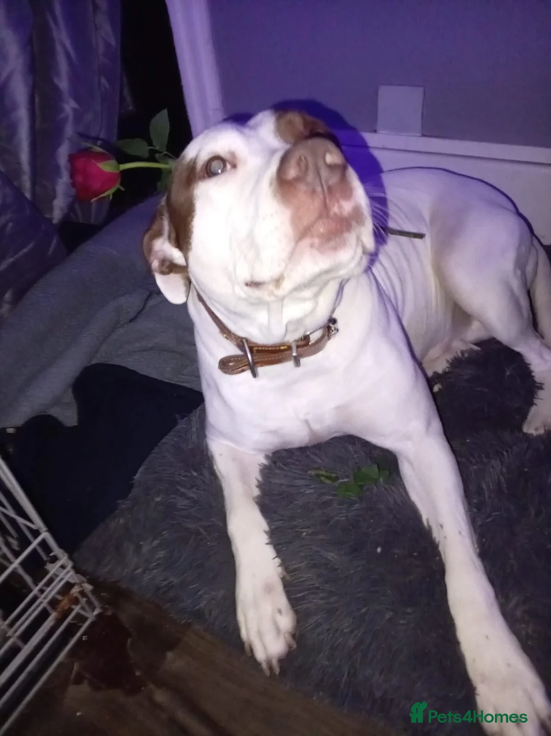 Gallery Image {{count}}