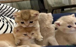 British Shorthair cats for sale: British Shorthair Golden & Bluegolden kitten GCCF - Image 5