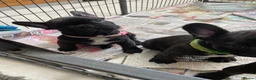 French Bulldog dogs for sale: Quality puppies reared by experienced breeders. - Advert 2