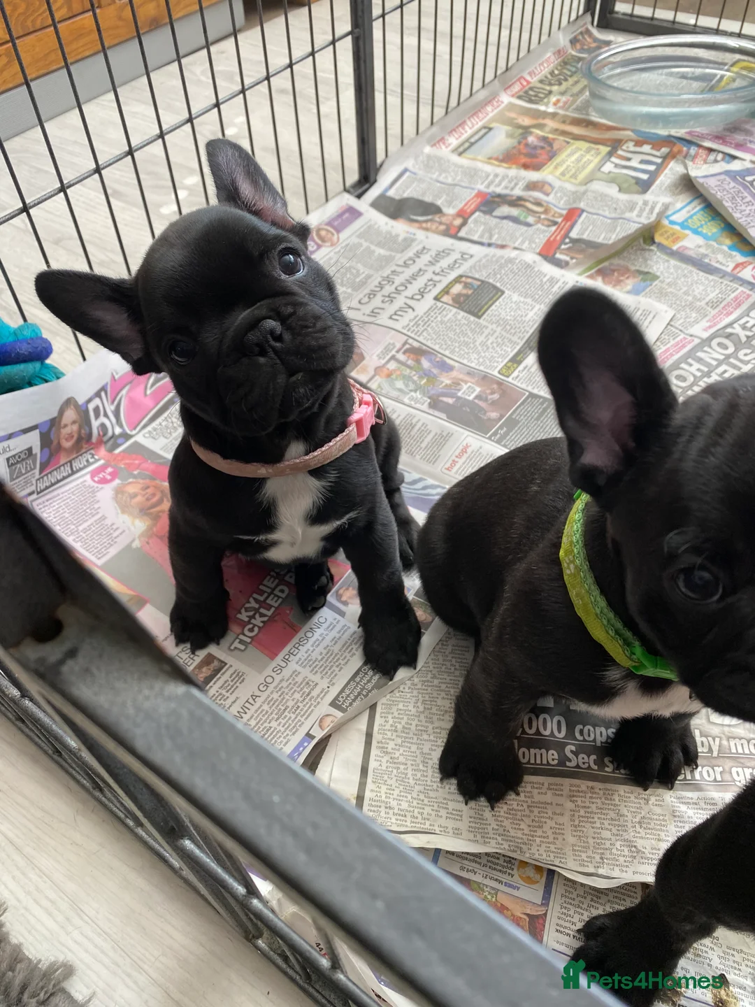 French Bulldog dogs for sale: Quality puppies reared by experienced breeders. - Advert 2