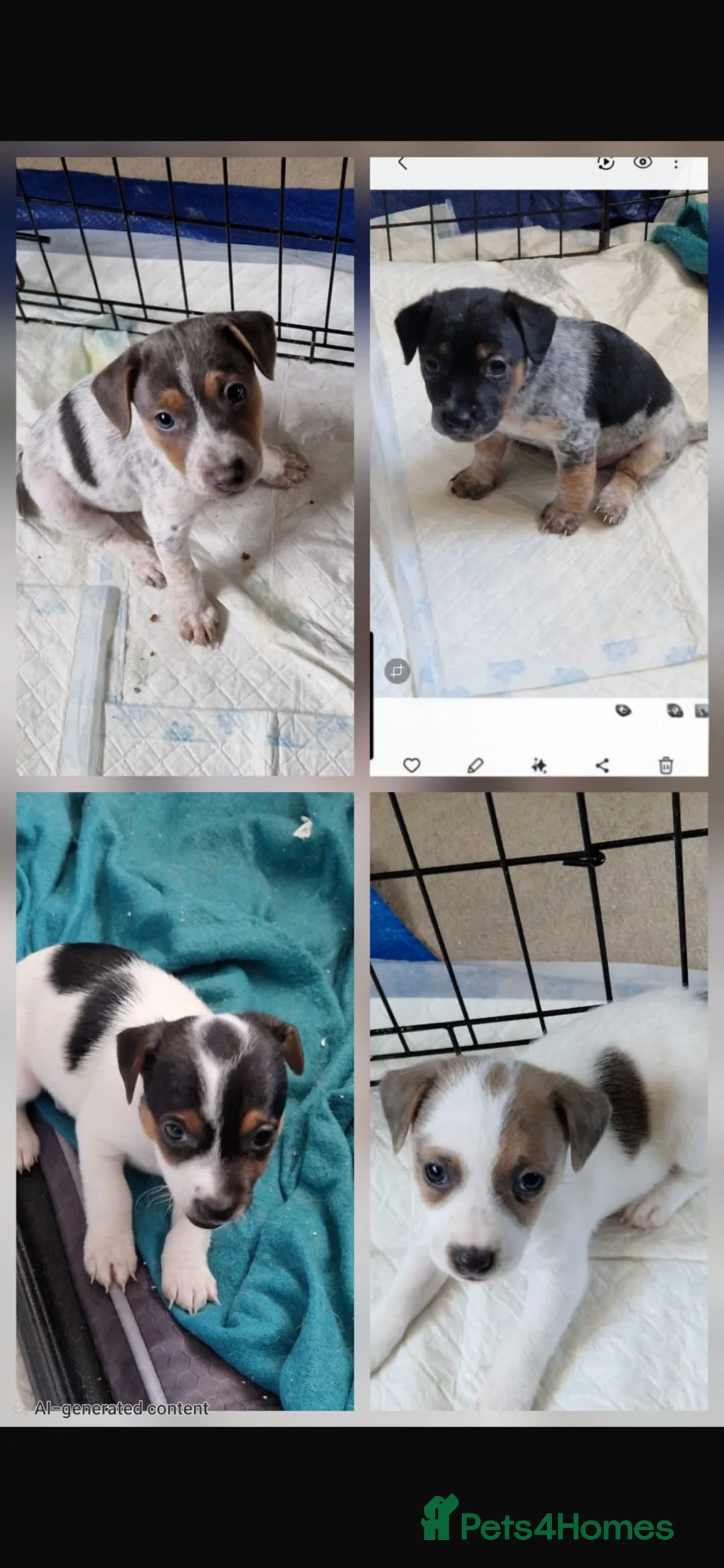 Jack Russell dogs for sale: 4 beutiful Jack Russell puppies  - Advert 14