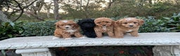 Toy Poodle dogs for sale: Toy poodles need a forever homes - Advert 1