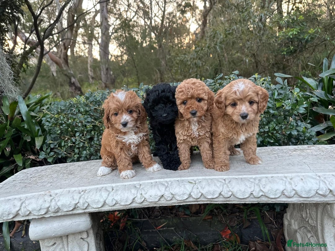 Toy Poodle dogs for sale: Toy poodles need a forever homes - Advert 1