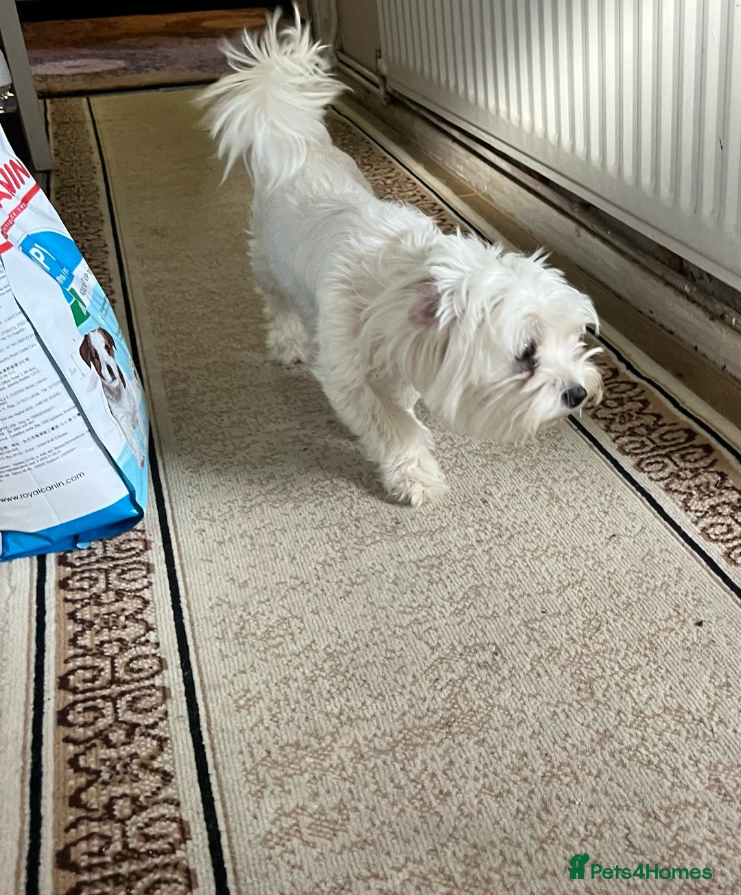 Maltese dogs for sale: Puppies Bichon Maltese Size Mini Toy - Image 7