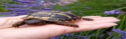 Tortoise reptiles for sale: Baby Hermans and spur thighed tortoises in Norwich - Advert 8