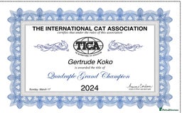 British Longhair cats for sale: Excellent show class kittens  - Image 12