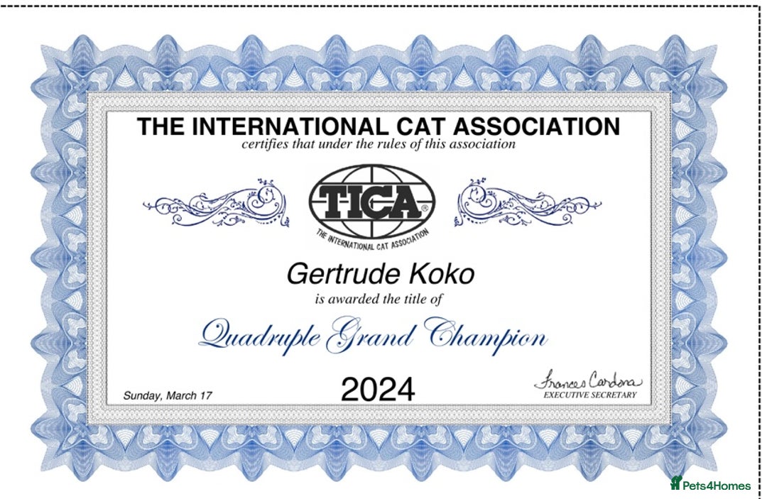 British Longhair cats for sale: Excellent show class kittens  - Image 12