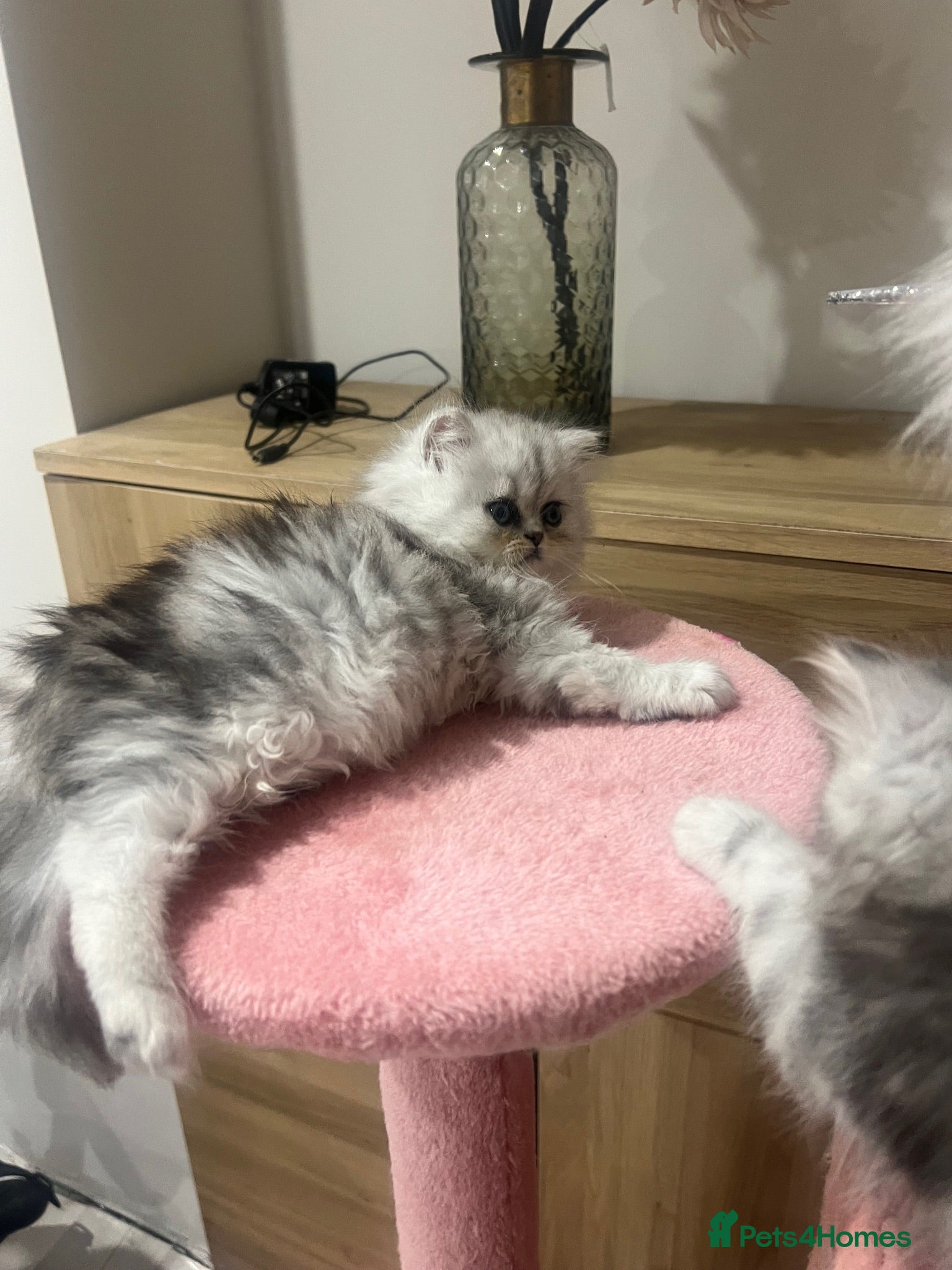Persian cats Full pedigree silver shaded Persian kittens  - Advert 7