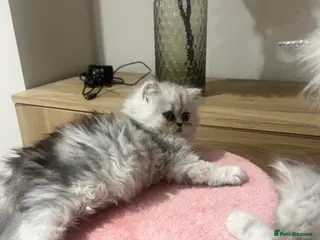 Persian cats Full pedigree silver shaded Persian kittens - Advert 7
