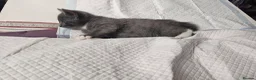 Mixed Breed cats for sale: Loving and cute grey kitten in Enfield - Advert 3