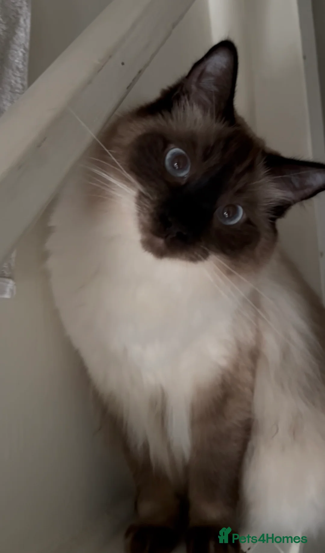 Ragdoll cats for sale: Beautiful indoor Ragdoll brothers - Advert 2