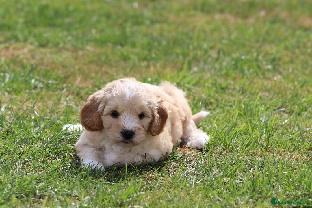 Cavapoochon dogs for sale: Beautiful Cavapoochon puppies for sale - Image 25