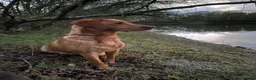 Labrador Retriever dogs for sale: Fox red labrador puppies - Advert 12