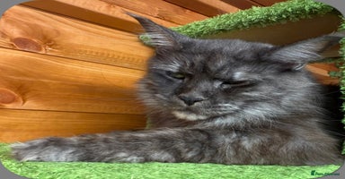 Maine Coon cats - Advert 10
