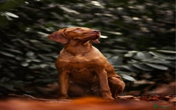 Hungarian Vizsla dogs for sale: Adorable vizsla puppies, exceptional pedigree - Image 16