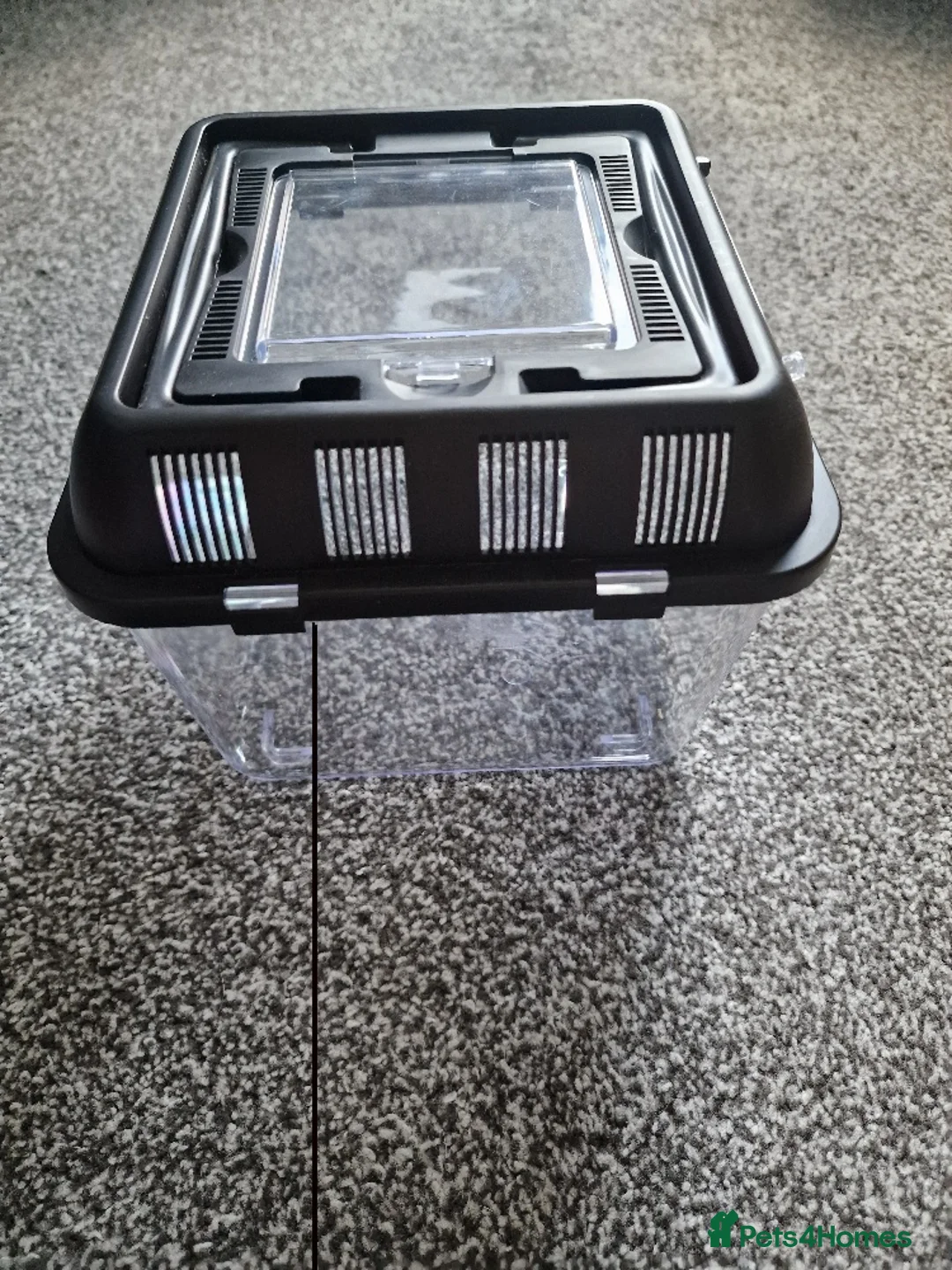 Python Snake reptiles for sale: Gorgeous Pied Male Royal Python with full set up - Advert 16