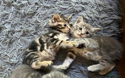 Bengal cats for sale: Gemini grey beauties - Image 4