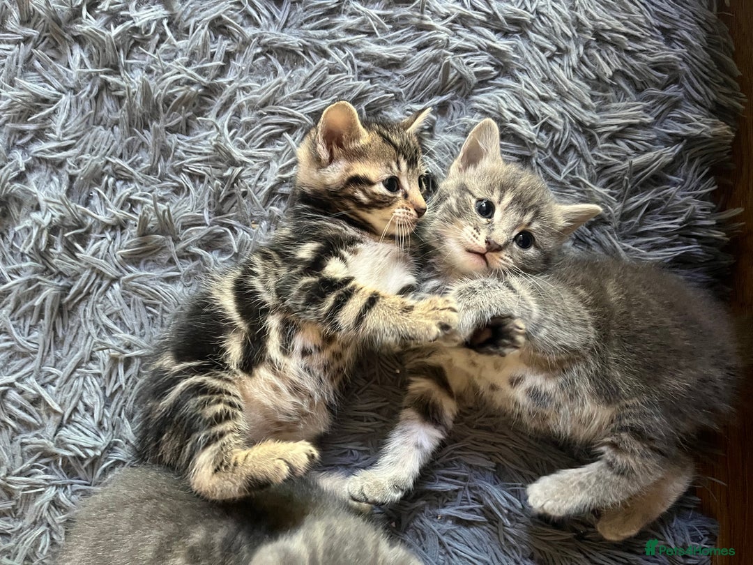 Bengal cats for sale: Gemini grey beauties - Image 4