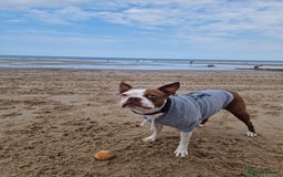 Boston Terrier dogs for sale: Boston female  - Image 1