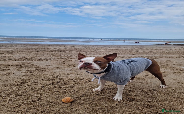 Boston Terrier dogs - Advert 1