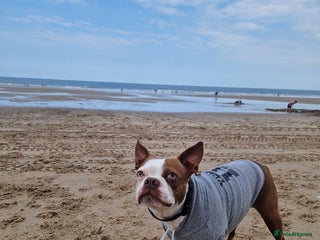 Boston Terrier dogs - Advert 22