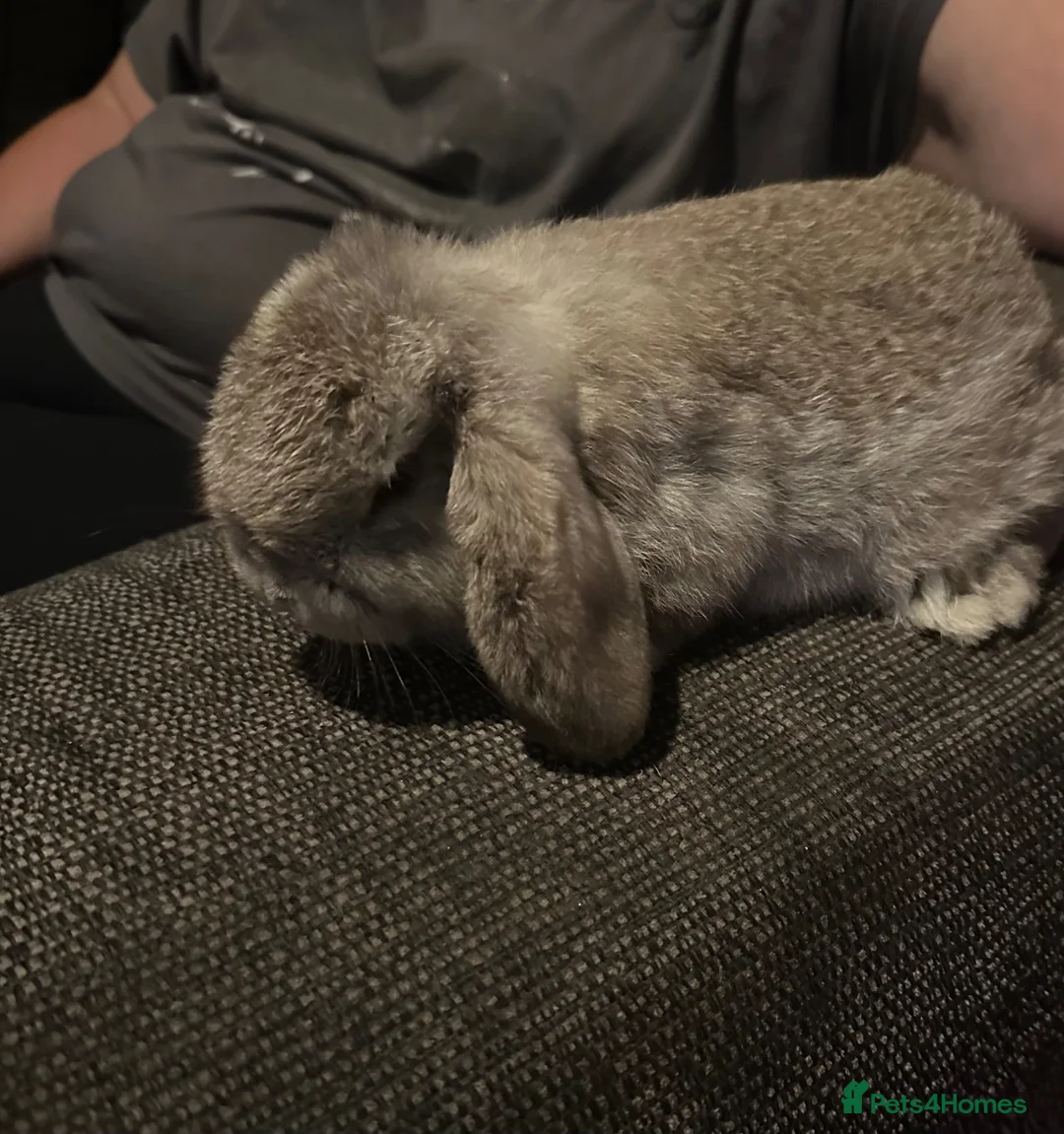 Mini Lop rabbits for sale: Mini lop baby rabbits  - Advert 1