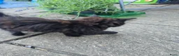 Mixed Breed cats for sale: Domestic longhair  in Bexleyheath - Advert 12