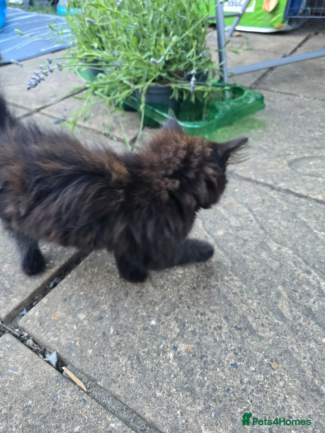 Mixed Breed cats for sale: Domestic longhair  in Bexleyheath - Advert 12