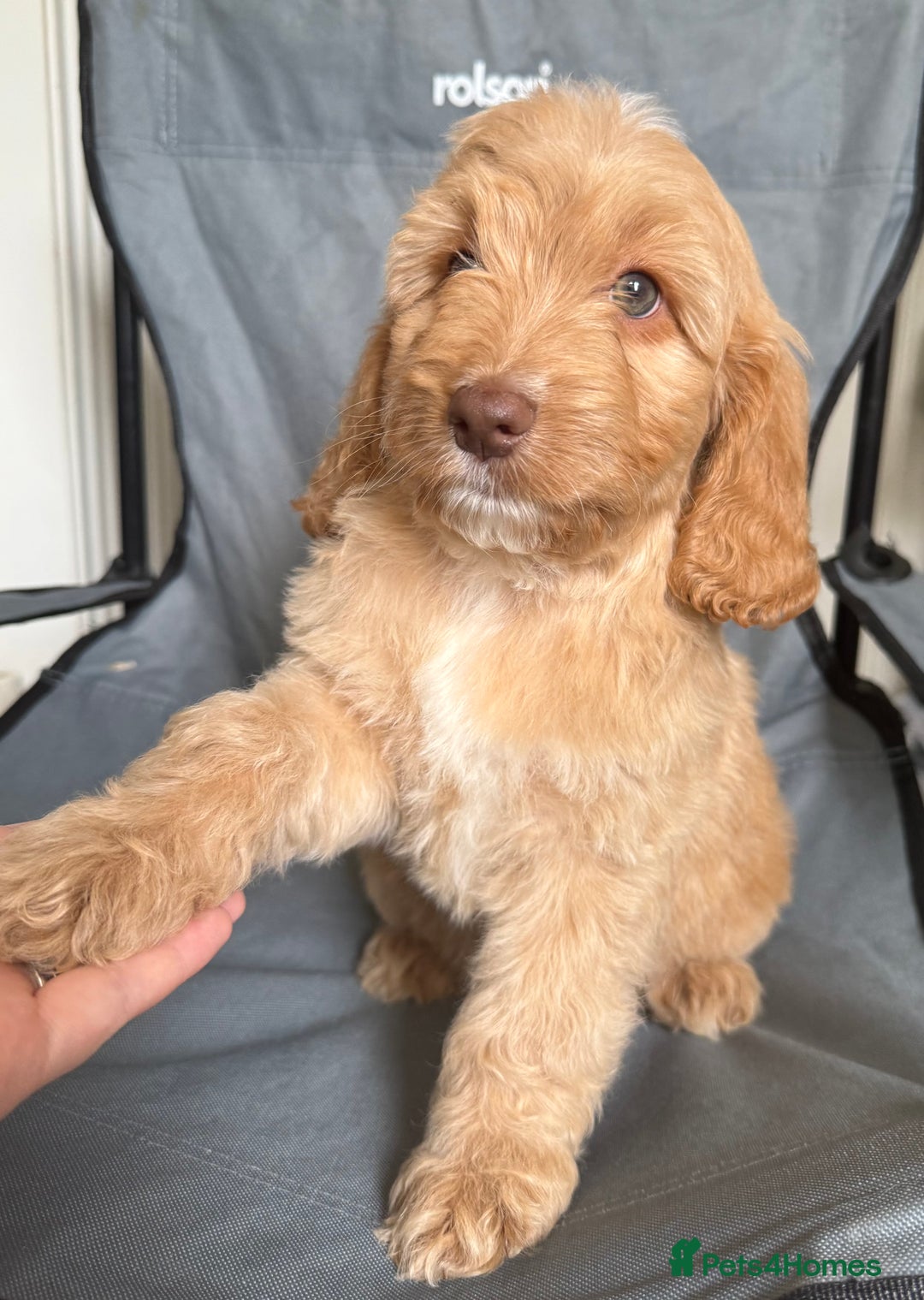 Cockapoo dogs for sale: F2 cockapoo puppies 🐶 ❤️ - Image 22