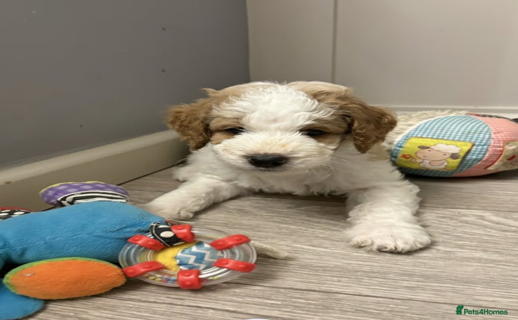 Double Doodle dogs Parti Double Doodles🐾  - Advert 1