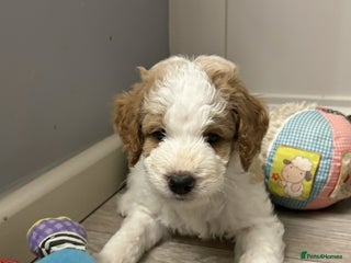 Double Doodle dogs Parti Double Doodles🐾 - Advert 2