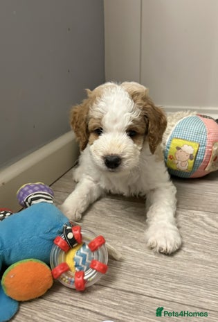 Double Doodle dogs Parti Double Doodles🐾 - Advert 1