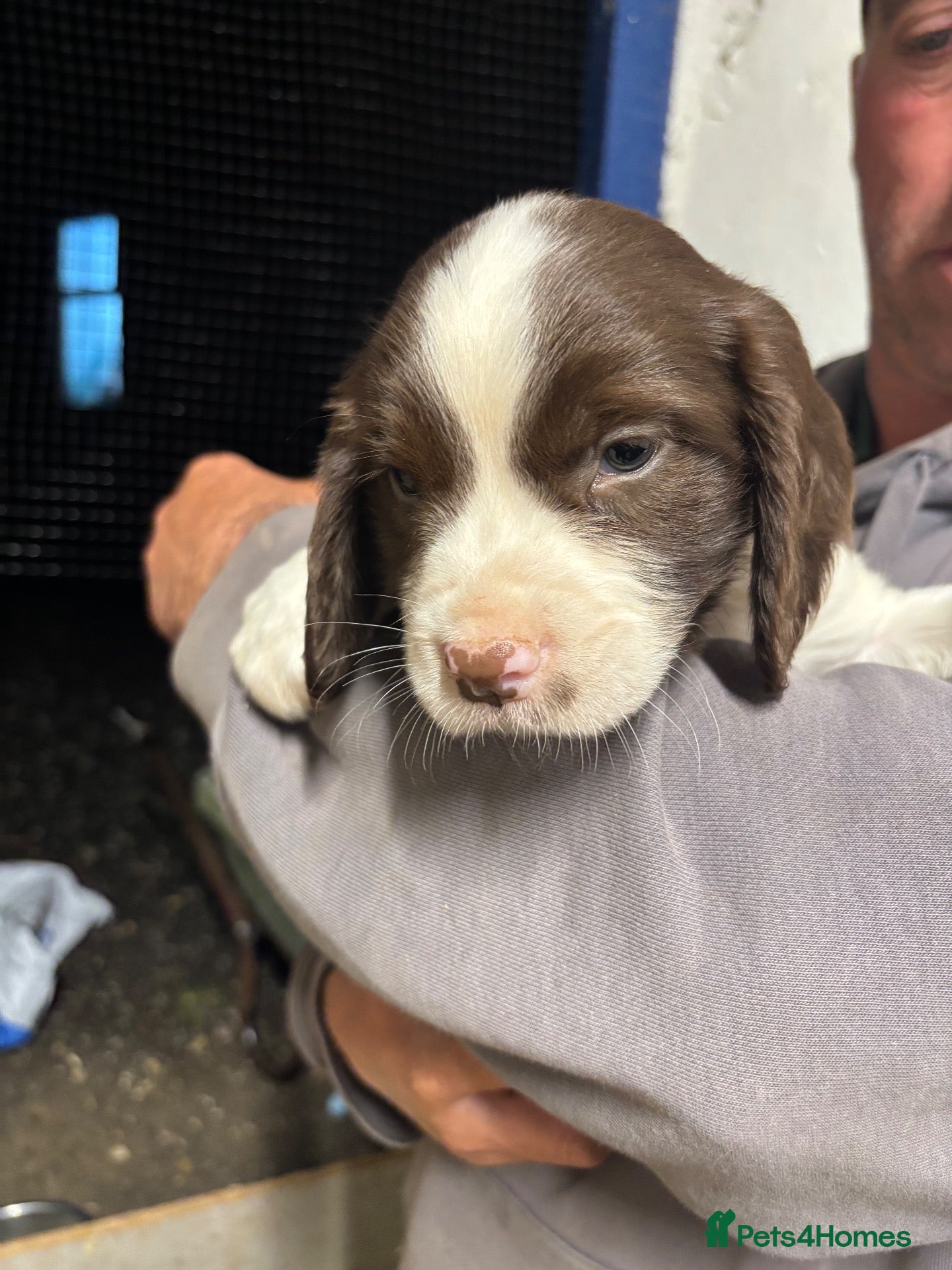 English Springer Spaniel dogs 1 Boy left 🩵 available today-Springer Spaniel Pup - Advert 2