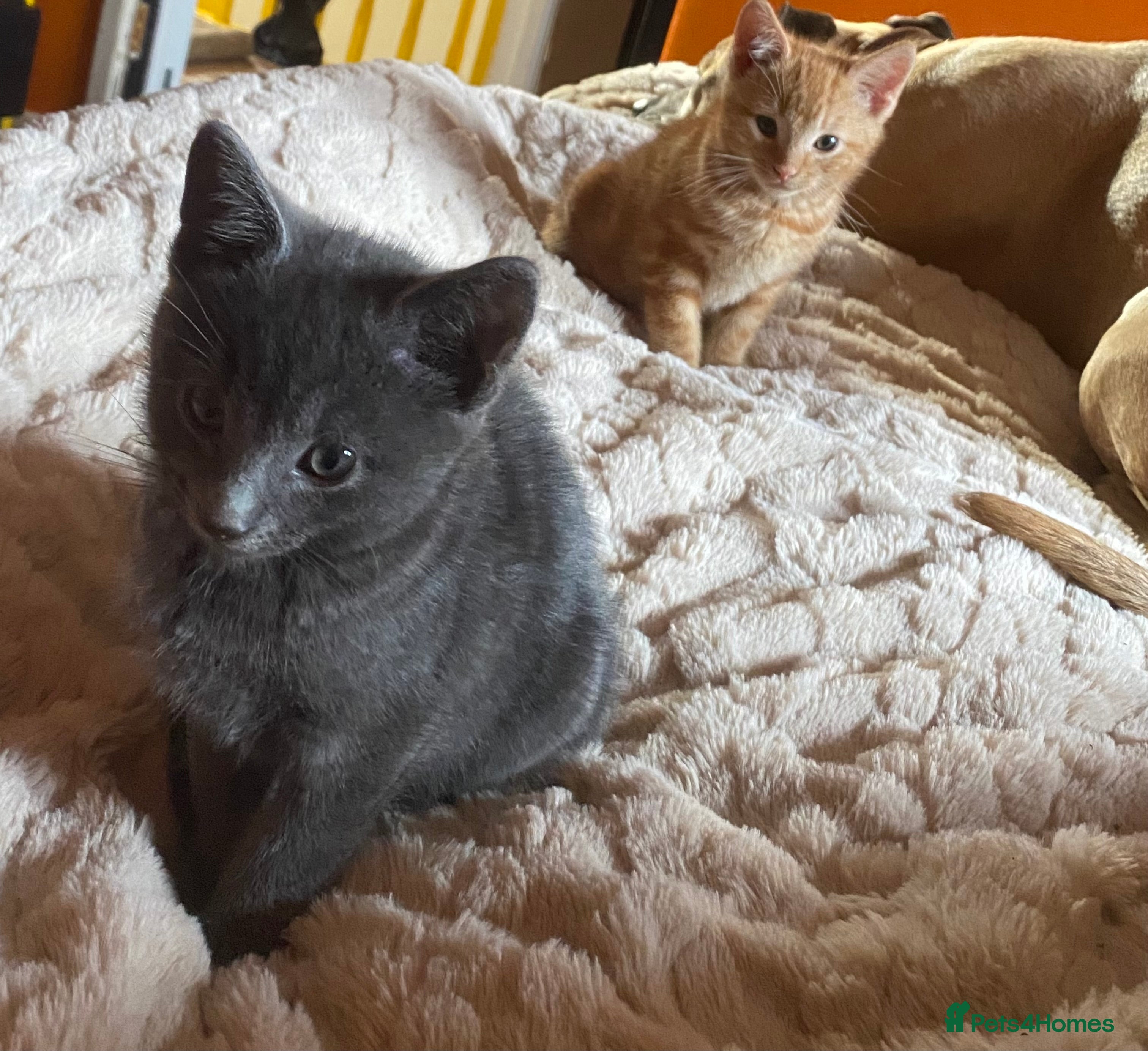Mixed Breed cats Stunning Litter. READY NOW - Advert 18