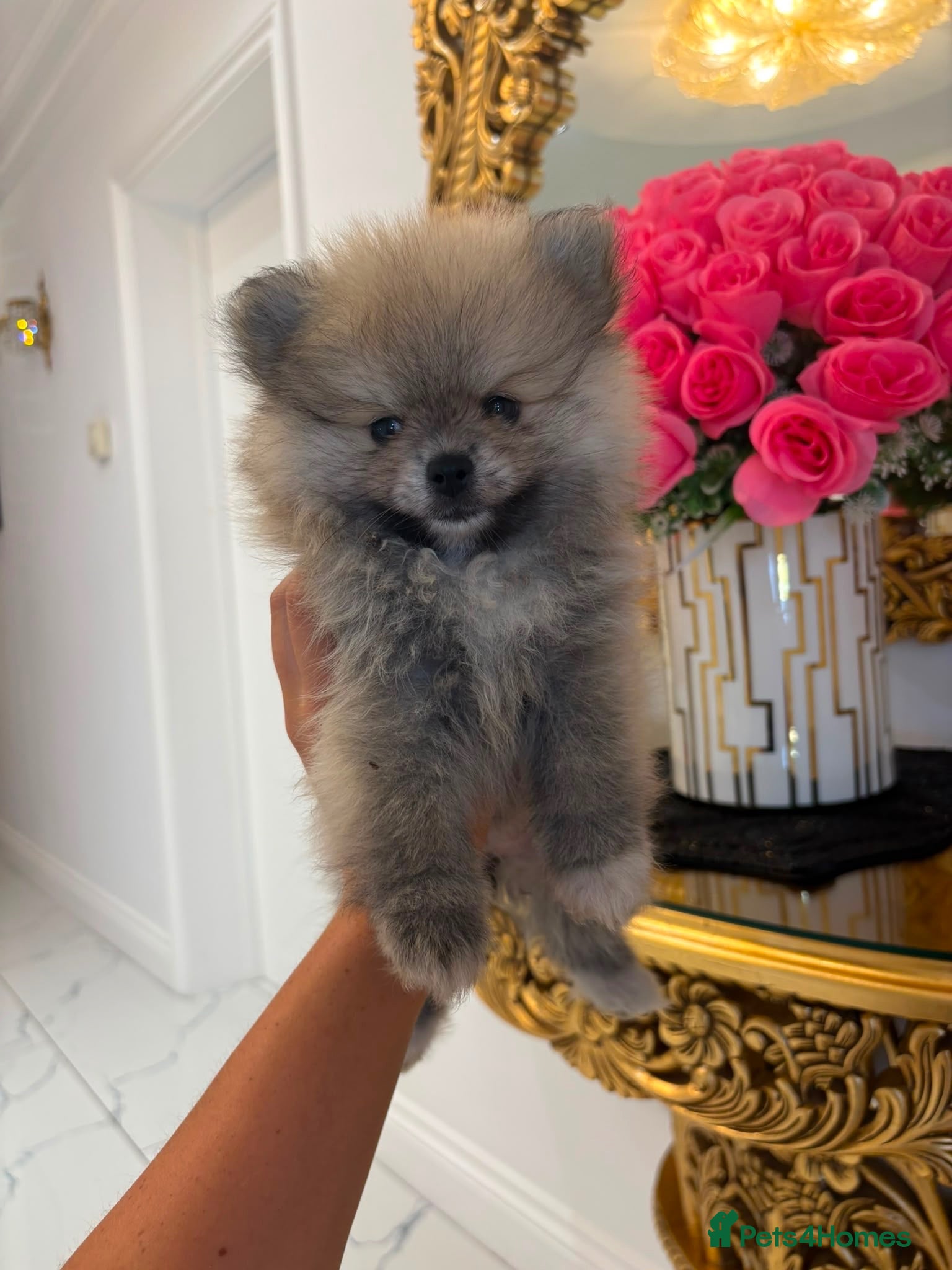 Pomeranian dogs 🐾STUNNING POMERANIAN PUPPIES 🐾 - Advert 6