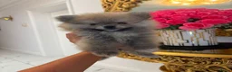 Pomeranian dogs for sale: 🐾STUNNING POMERANIAN PUPPIES 🐾 - Advert 1