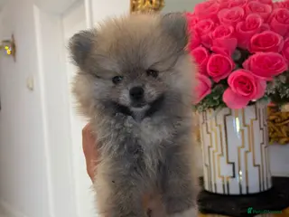 Pomeranian dogs 🐾STUNNING POMERANIAN PUPPIES 🐾 - Advert 6