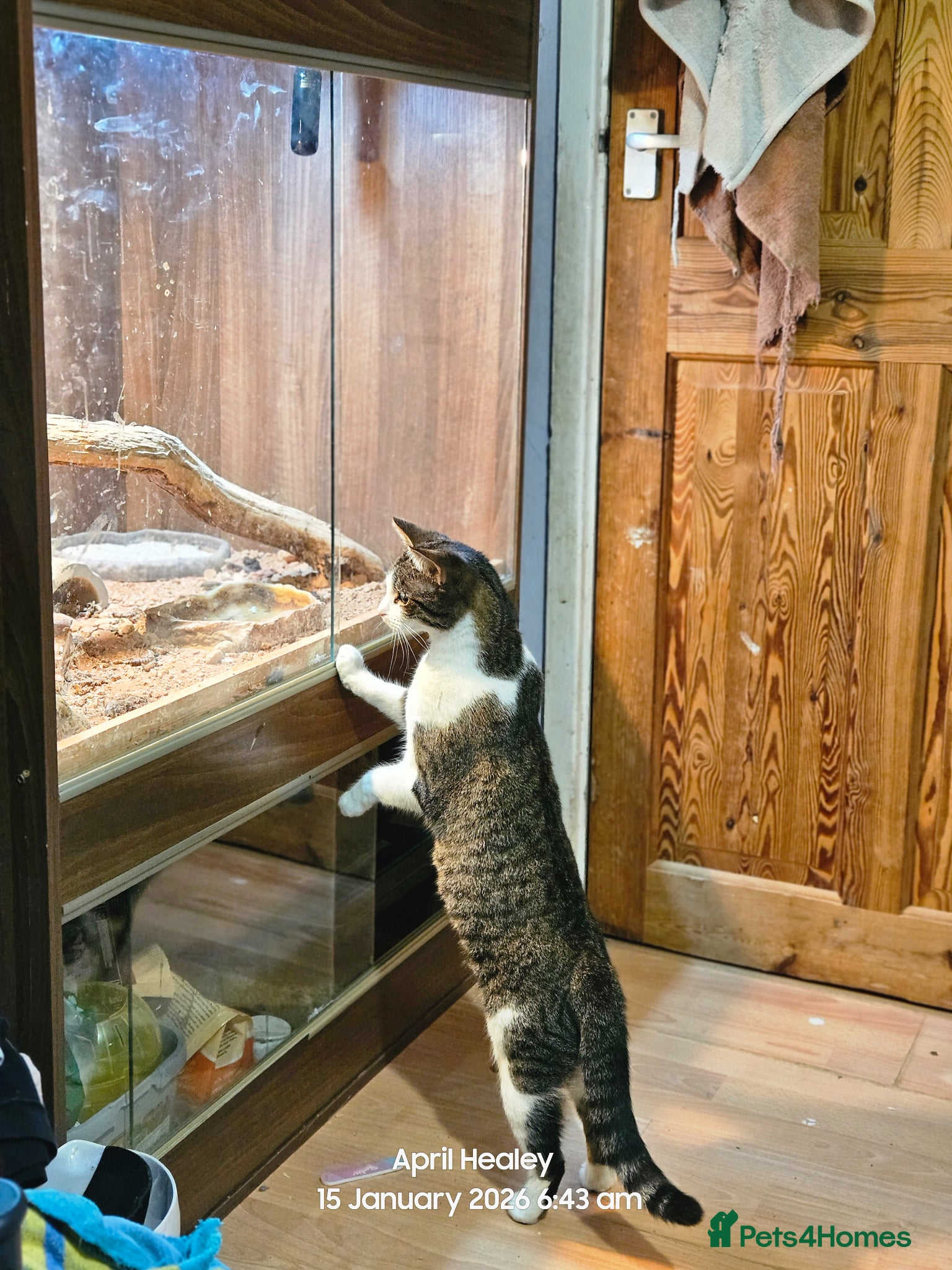 Mixed Breed cats 3 year old white tabby female. - Advert 1