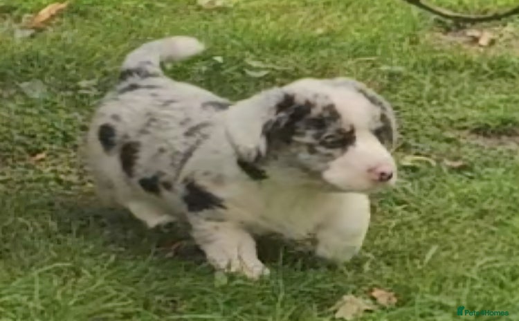 Welsh Corgi Cardigan dogs - Advert 8
